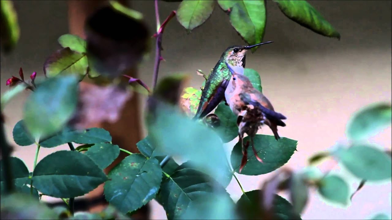 Fledgling Feeding - April 6, 2011