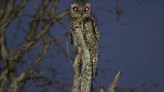 Mãe-Da-Lua-Gigante Nyctibius Grandis - Great Potoo