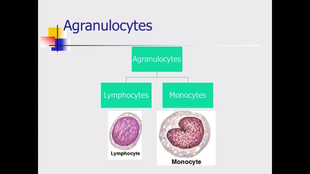 Physiology / practical lab 3 differential WBC cunt / DR.MUSTAFA YouTube