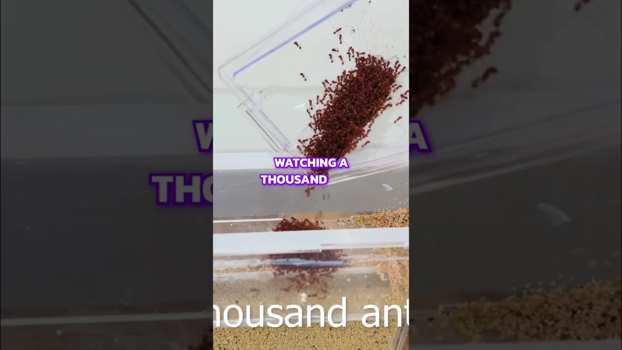 1000 Ants vs. Obstacle Course: Intelligence or Instinct? 