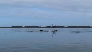 Morro Bay wildlife