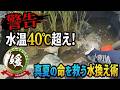 水温40℃超え！酷暑を乗り切るメダカ飼育！命を守る積極的な夏の水換え【媛めだか】