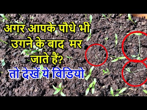 वीडियो: मेरे पौधे क्यों मुरझा रहे हैं और मर रहे हैं?
