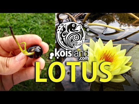 Vídeo: Dosi De Lotus: Fragàncies De Flors D’aigua
