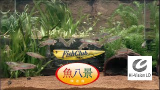 NEC Fish Club Freshwater #2 - River Fish (MUSE Hi-Vision)