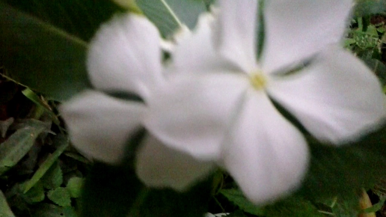 Flores de vinca o teresita blanca - YouTube