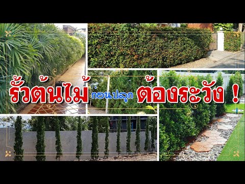 รั้วต้นไม้ (tree fence) ก่อนปลูกต้องระวัง !!