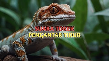 Cận Cảnh Rõ Nét Con Tắc Kè - Hình Ảnh Và Tiếng Tắc Kè Kêu - Picture And Sound Of Tokay Gecko #95 