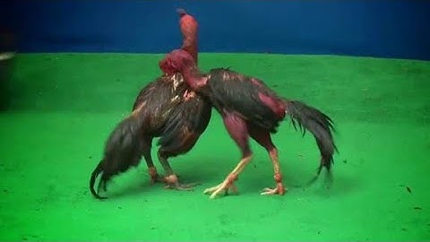 yuav tu qaib li cas thiaj ntaus mus taus deb