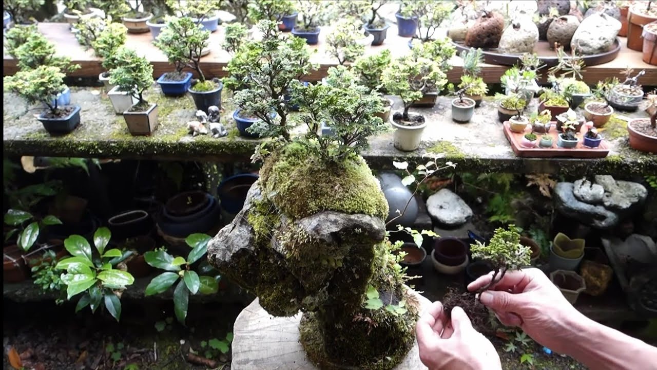 盆栽こけ石付き❗ We maintained the potting soil for our Satsuki bonsai with stone