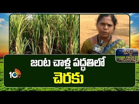Sugarcane Cultivation | జంట చాళ్ల పద్ధతిలో చెరకు | Matti Manishi | 10TV News - 10TVNEWSTELUGU