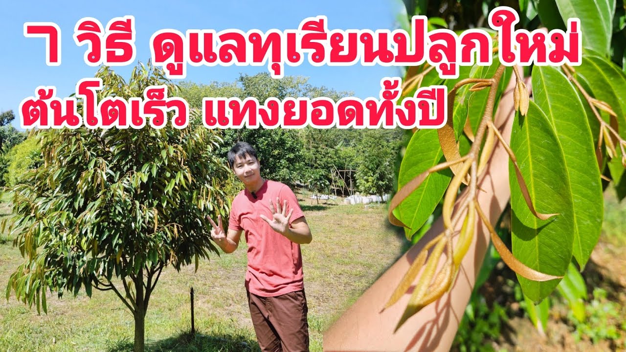 7 วิธีดูแลทุเรียนปลูกใหม่​ ต้นสวย​ โตเร็ว​ แทงยอดทั้งปี