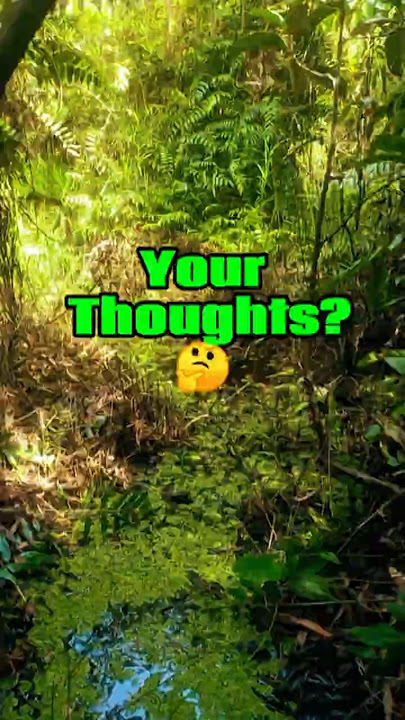 What Do You Think About This Borneo Rubber Forest?