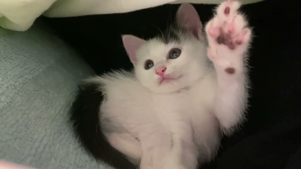 生後42日 おなかすいた-爆食-爆睡-かくれんぼ-うとうと