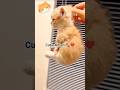 Cutie Little Kitten 🐾 #reelschallenge #kittens #kittenlove #shorts