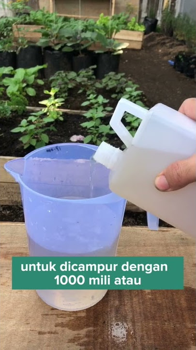 Making root stimulant from onion skin #tanduria @tanduria.co #gardening #gardeningisfun