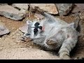 Funny Raccoon Videos 2014 [NEW HD]