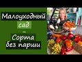 Малоуходный сад. Сорта без парши