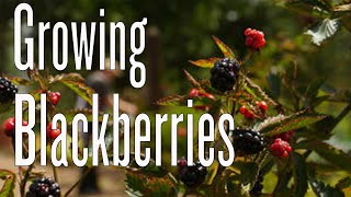 Tips for Growing Blackberries