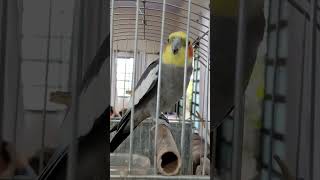 Falcão cantando atirei o pau no gato 🤣🤣🤣 #shortsviral #comedy #calopsita