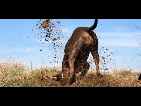 Video: Kazmayı Durdurmak İçin Köpeğinizi Nasıl Eğitirsiniz