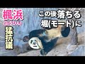 【パンダアイドル楓浜】大ハプニング！怒りまくる姿にビックリ💢飼育員さんに質問し真相が分かりました