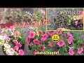 ペチュニアの育て方比べ🌱摘心、切り戻し、肥料でどう違うの❓How to grow Petunia🌺