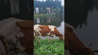 Cow Eating Grass Enjoying Mirik Lake View #pranesh143 #praneshpradhan #mirik #explore #reels #shorts