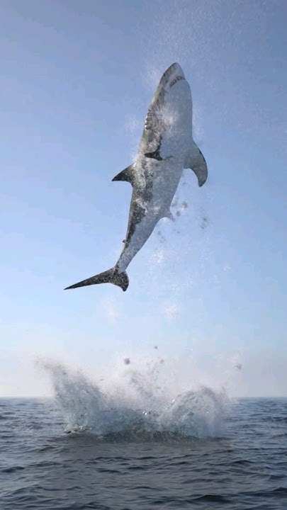 MAKO SHARK FACTS LETS LEARN #shark #facts #seaanimalsforkids #learning
