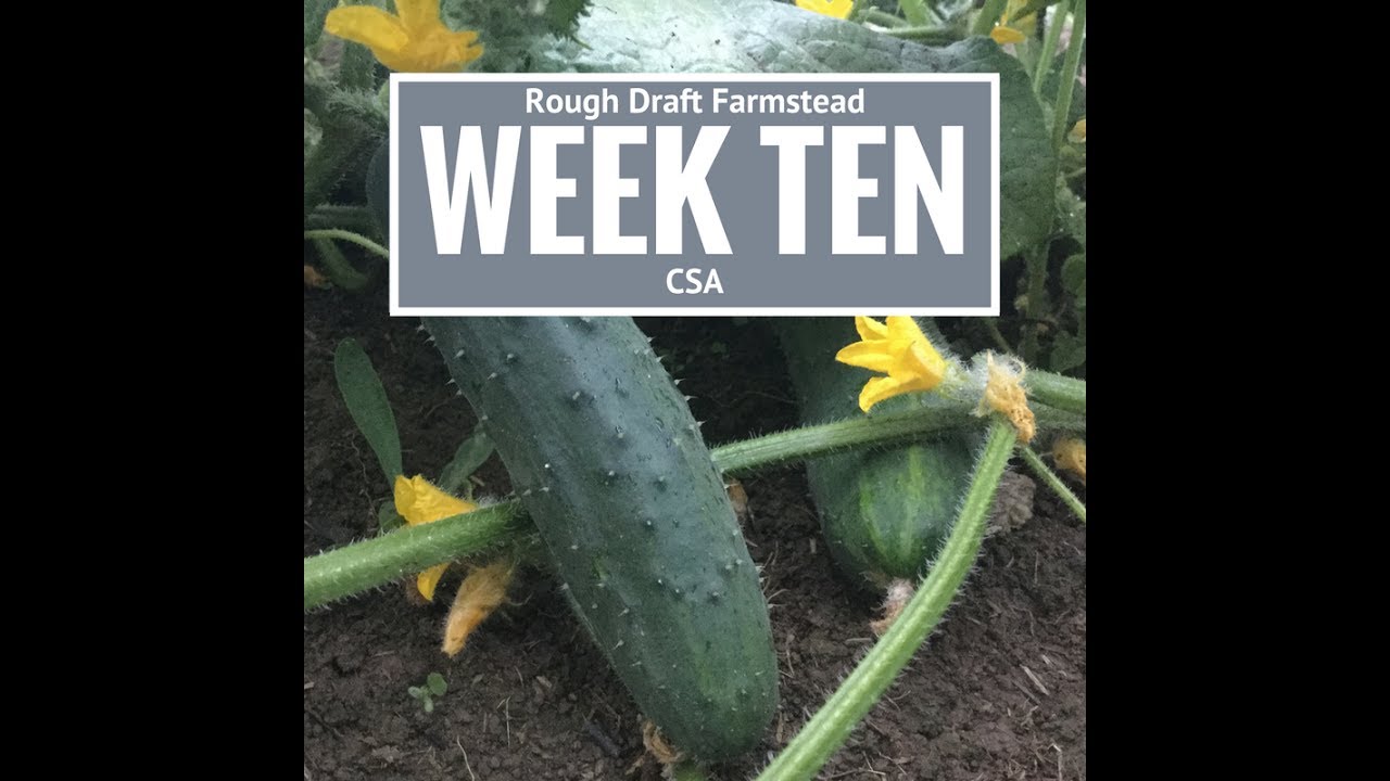 cooking classic wow CSA Week Ten