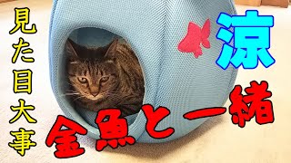 【商品レビュー】金魚鉢型クールペットベッド 商品レビュー 見た目涼しげ 【保護猫】