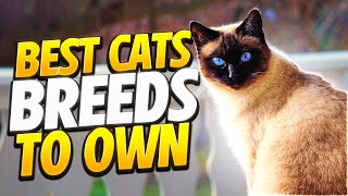 Best Cat Breeds To Own  Uncover Your Purrfect Cat Breed