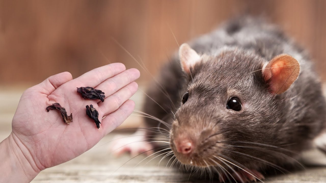 Rattenlöcher im Garten erkennen \u0026 Ratten loswerden