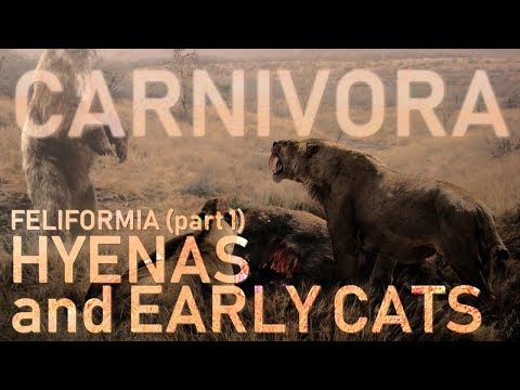 CARNIVORA IV - Feliformia (part1) : Hyaenas and early cats 🐯