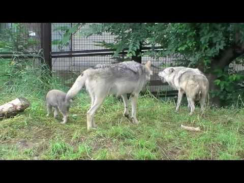 ちびっこオオカミの鳴き声 ワン！