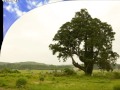 「別れの一本杉」  船村 徹 カラオケで唄ってみました