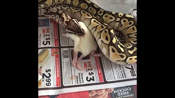 Ball Python Feeding Time Lapse