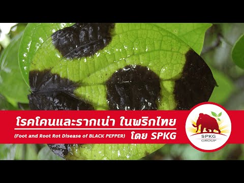 วีดีโอ: ปัญหาพืชพริกไทยทั่วไปและโรคพริกไทย