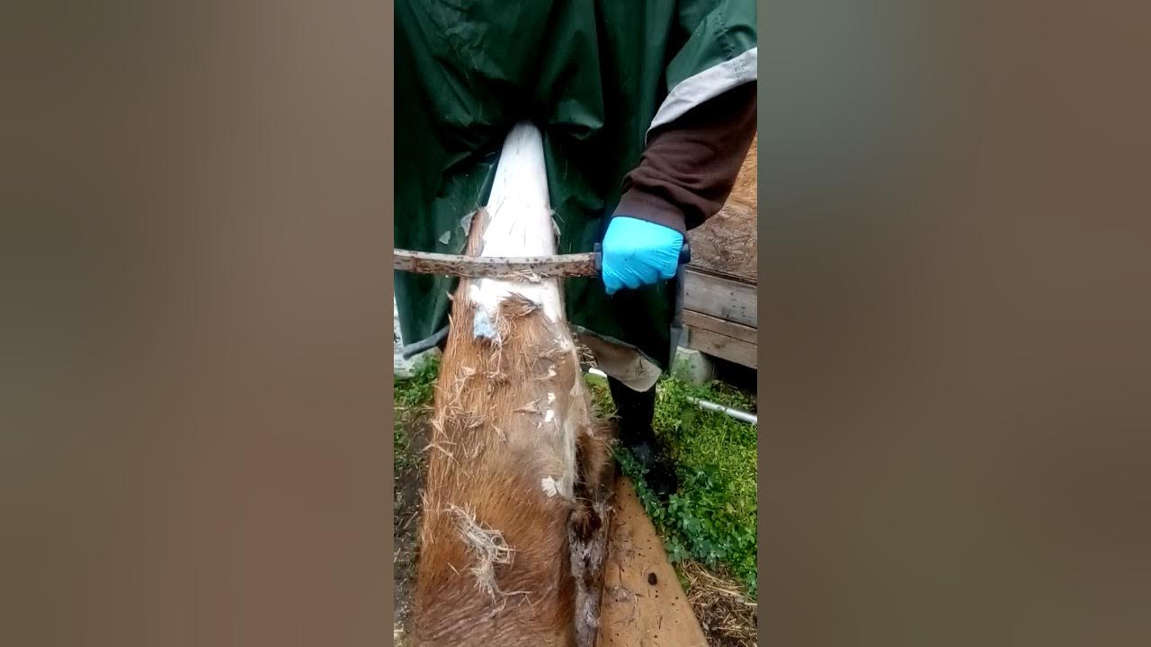 How to flesh and dehair deer hide with ash, part 1 YouTube