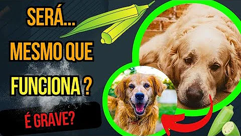 Quando o cachorro está com verme ele vomita?