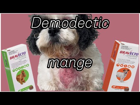 Dealing with demodectic mange (Ivermectin, Bravecto..)