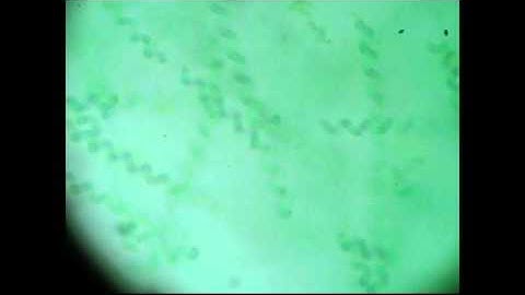 PL1: CYANOBACTERIA & OXYGEN IN THE ATMOSPHERE