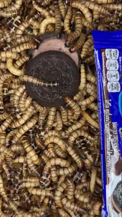 10000 Worms Eating Oreo Chocolate Cookie.