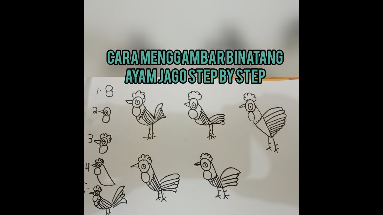  Cara  menggambar  binatang  Ayam jago step by step YouTube
