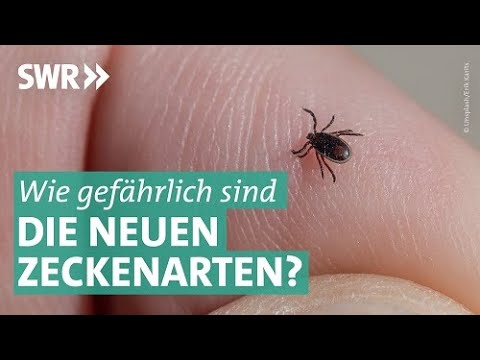 Video: Heimische Zecken: was gefährlich ist und wie man sie loswird