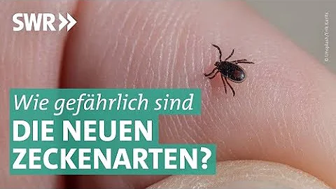 Welche Körperstellen bevorzugen Zecken?