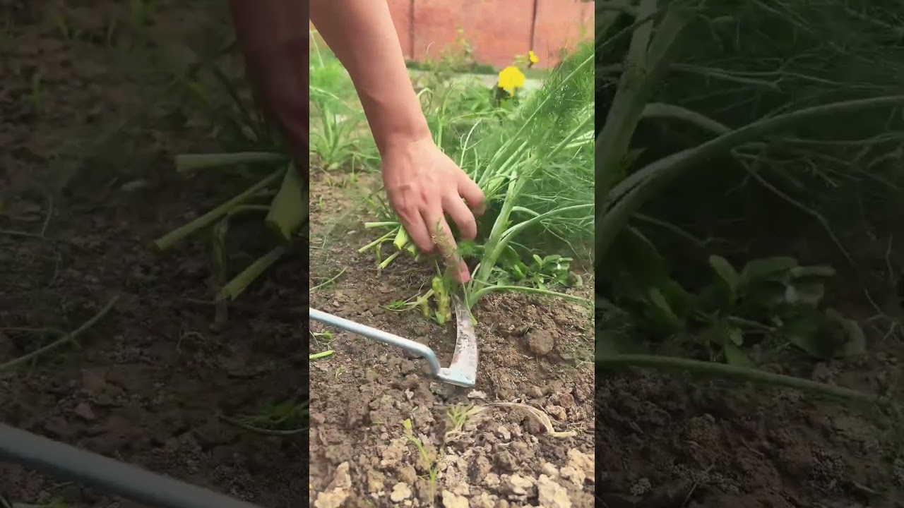 From Seed to Supper: Growing & Harvesting Sweet Fennel 