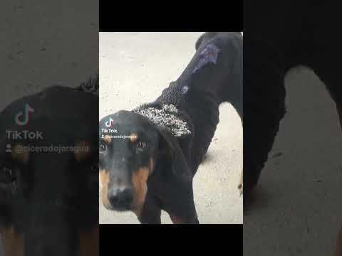 Salvando um cachorro dobermam com bicheira