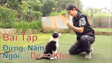 T2: Dạy Chó Nhỏ Tại Nhà - Bài Tập: Đứng, Nằm, Ngồi - Từ Dễ Đến Khó/ NhamTuatTV - Dog In Vietnam