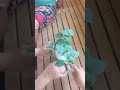 How to remove the packaging tape of bougainvillea